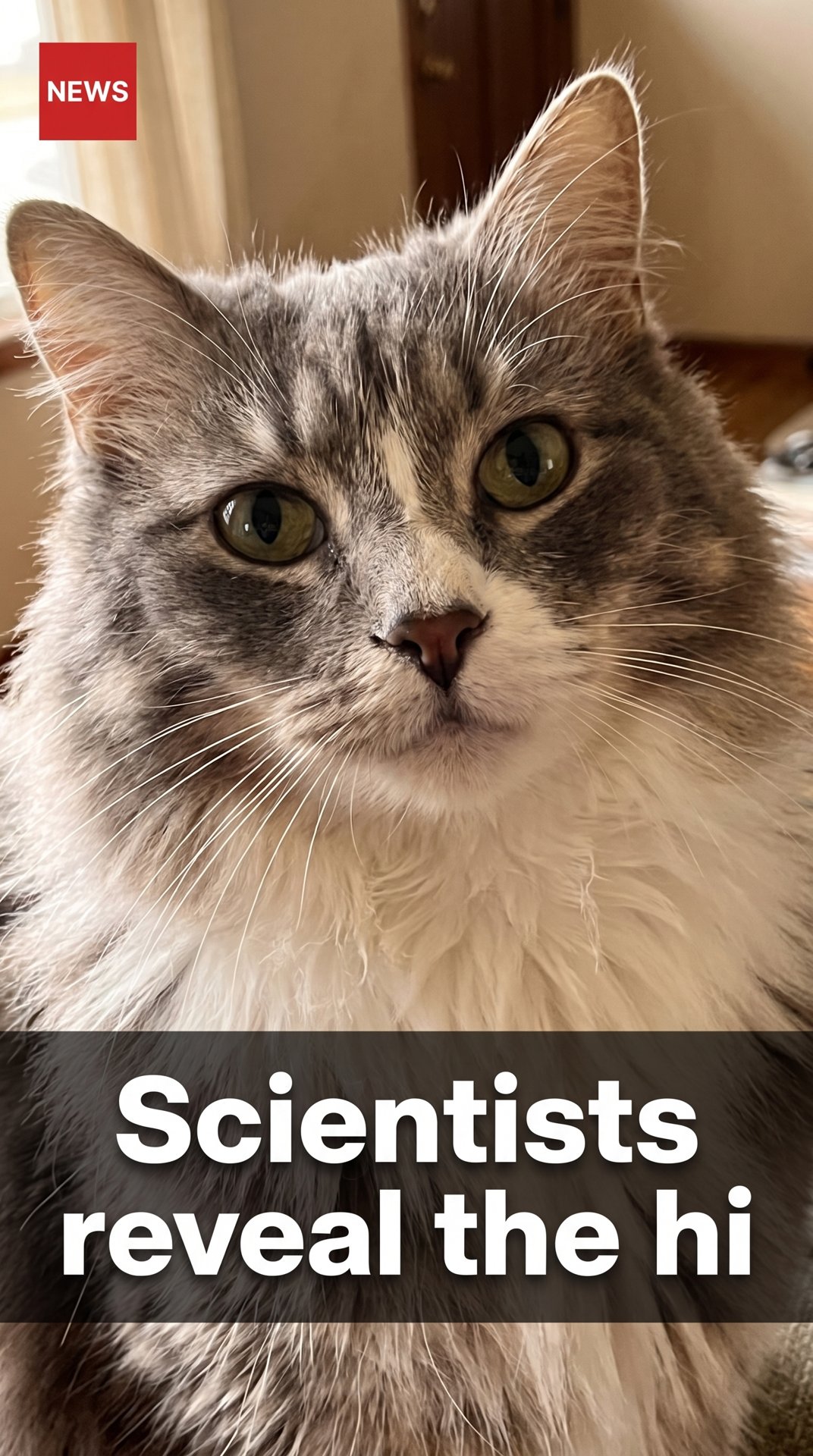 Scientists Reveal the Hi (Cat Meme)