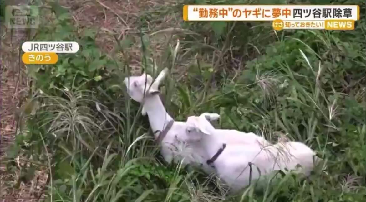 A frame of the news clip shared by @fuuuukatsu on X: two white goats lying in tall grass on the lot at Yotsuya Station.